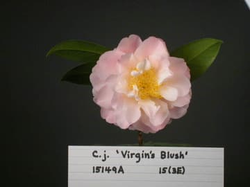 Camellia japonica 'Virgin's Blush'