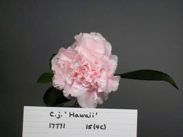 Camellia japonica 'Hawaii'