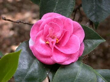 Camellia japonica 'Leslie Howard'
