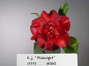Camellia japonica 'Midnight'