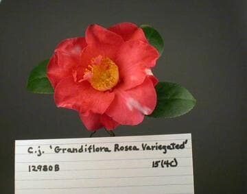 Camellia japonica 'Grandiflora Rosea Variegated'