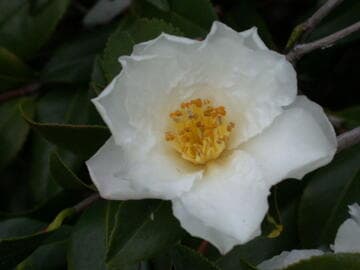 Camellia x vernalis 'Ginryu' (Silver Dragon)