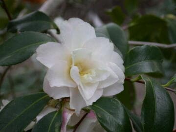 Camellia x vernalis 'Star Above Star'