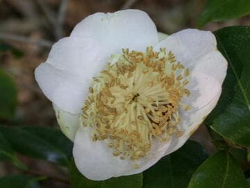 Camellia japonica 'Osaraku' (Pleasure of a Long Life)