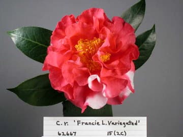 Camellia 'Francie L. Variegated'