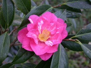 Camellia x williamsii 'Coral Delight'