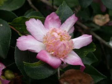 Camellia sasanqua 'Chôjiguruma' (Wheel of Anemone)
