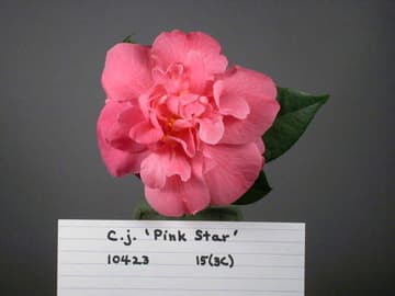 Camellia japonica 'Pink Star'