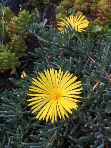 Cephalophyllum frutescens var. procumbens