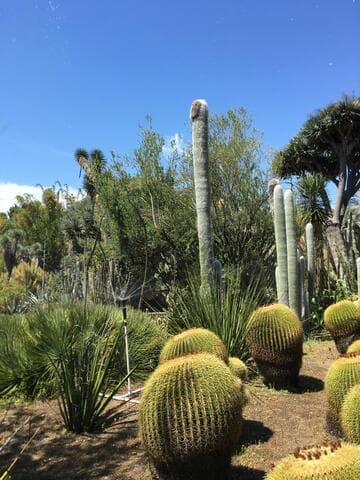 Cephalocereus senilis