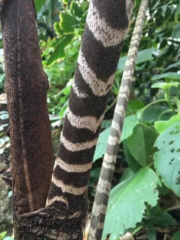 Caryota zebrina