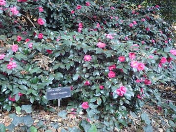 Camellia hiemalis 'Shishigashira' (Lion's Head)