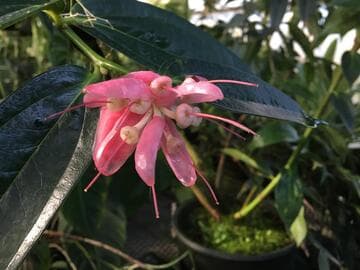 Cavendishia crassifolia