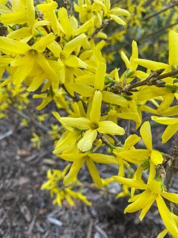 Forsythia x intermedia 'Spring Glory'