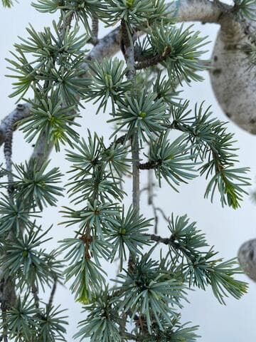 Cedrus