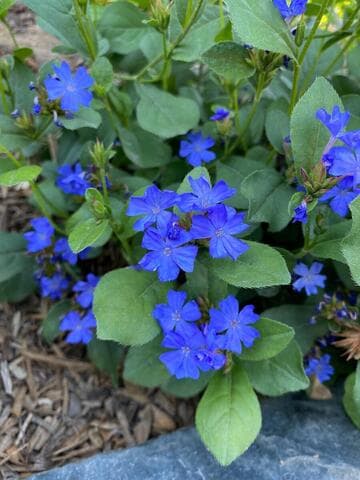 Ceratostigma plumbaginoides