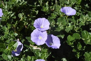 Go to image 10.