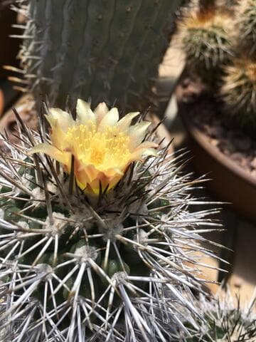 Copiapoa echinoides