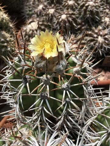 Copiapoa echinoides