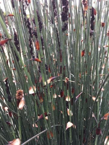 Chondropetalum tectorum