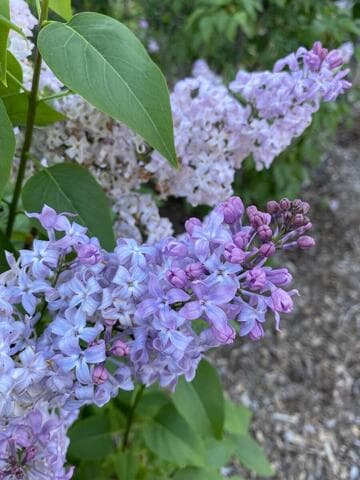 Syringa vulgaris 'Lavender Lady'