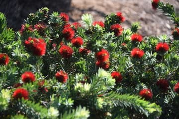 Callistemon 'Little John'