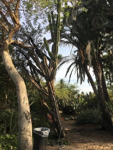 Cereus glaucus