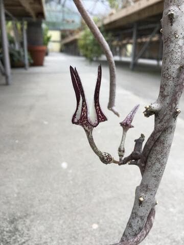 Ceropegia stapeliiformis