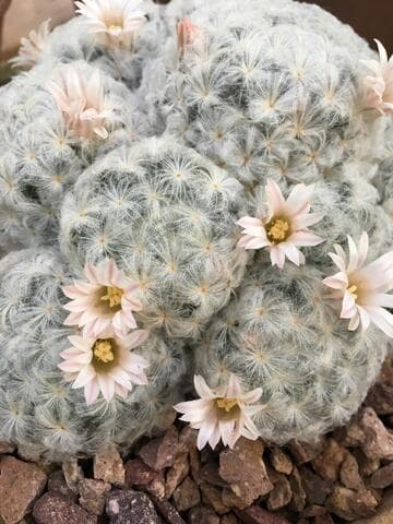 Mammillaria plumosa