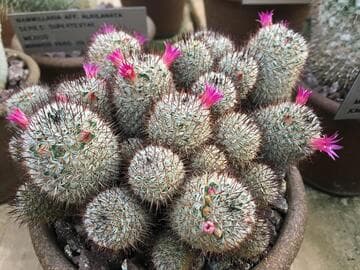Mammillaria haageana