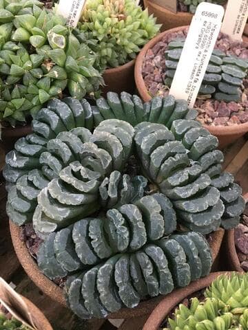 Haworthia truncata var. truncata