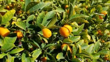 Fortunella margarita 'Nagami'