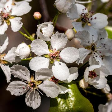 Pyrus kawakamii