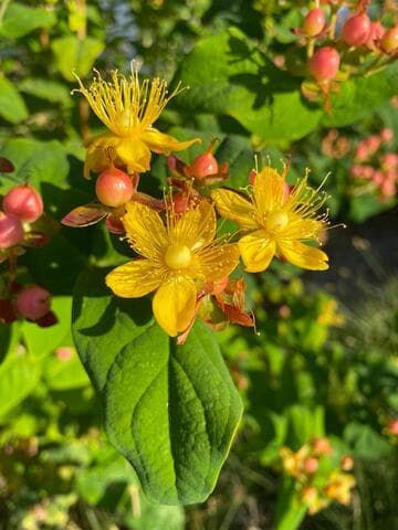 Hypericum x inodorum [Floralberry® Rosé] = 'KOLROS'
