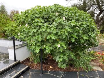Hibiscus taiwanensis