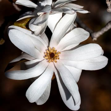 Magnolia stellata 'Royal Star'