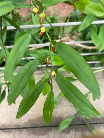 Pothos scandens