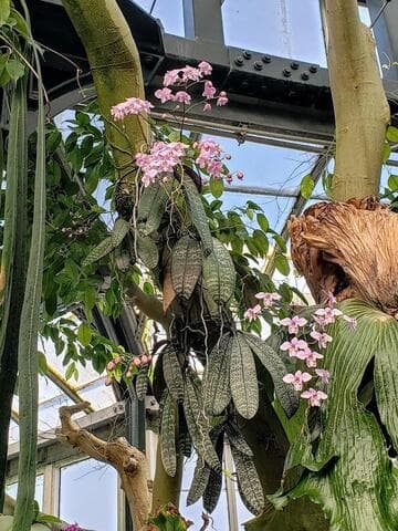 Phalaenopsis schilleriana