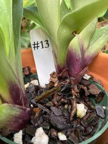 Paphiopedilum New Direction 'Weltz Sonata Lavender' AM/AOS S/CSA