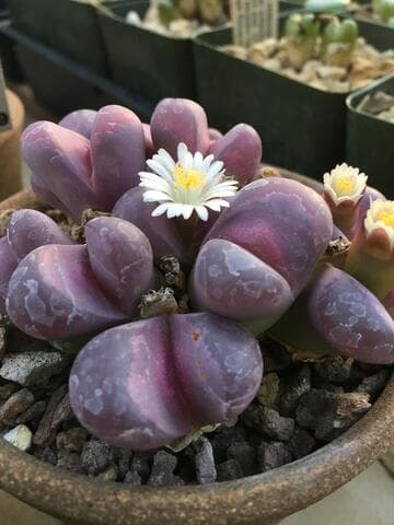 Lithops optica 'Rubra'