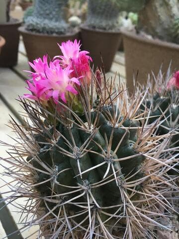 Eriosyce villosa