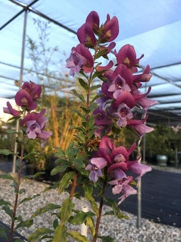 Prostanthera magnifica