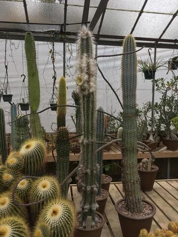 Pilosocereus leucocephalus