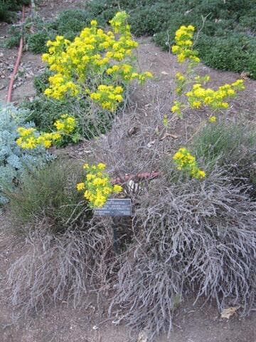 Coronilla valentina ssp. glauca