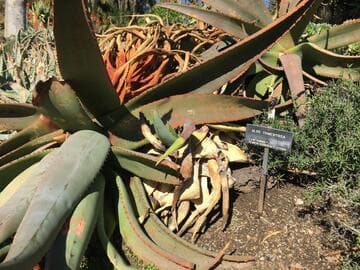 Aloe excelsa