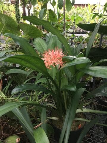 Scadoxus cinnabarinus