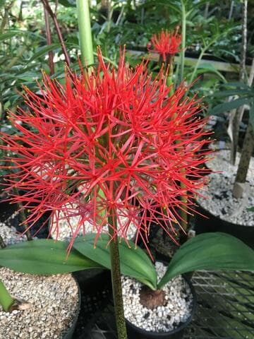 Scadoxus multiflorus ssp. multiflorus
