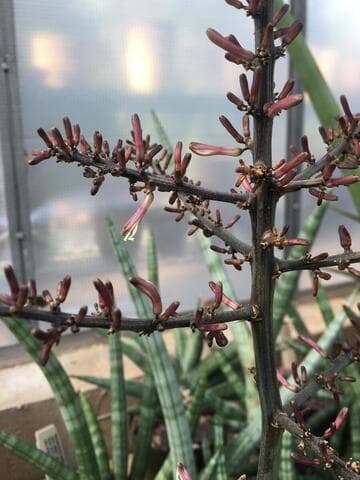 Sansevieria ehrenbergii