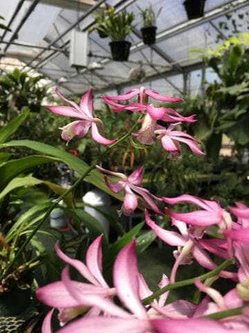 Phaius pulchellus var. pulchellus