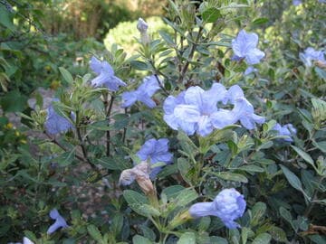 Ruellia insignis